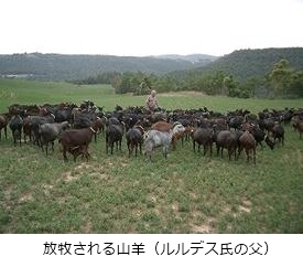 放牧される山羊